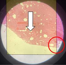 ...When reaching the end, set your eyes on any object at the edge of the strip that you just scanned...