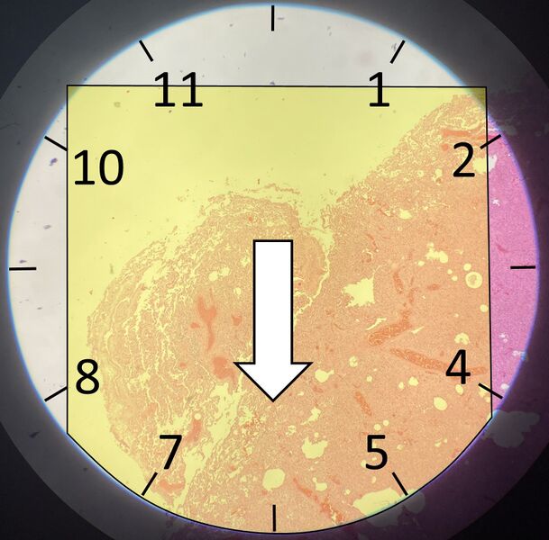 File:Scanning method 1.jpg