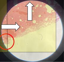 ...Move the field of view over so that the object is seen on the opposite side. The new strip to be scanned will now be juxtaposed to the one you previously scanned, both making sure you don't miss any area, as well as minimizing redundant scanning.