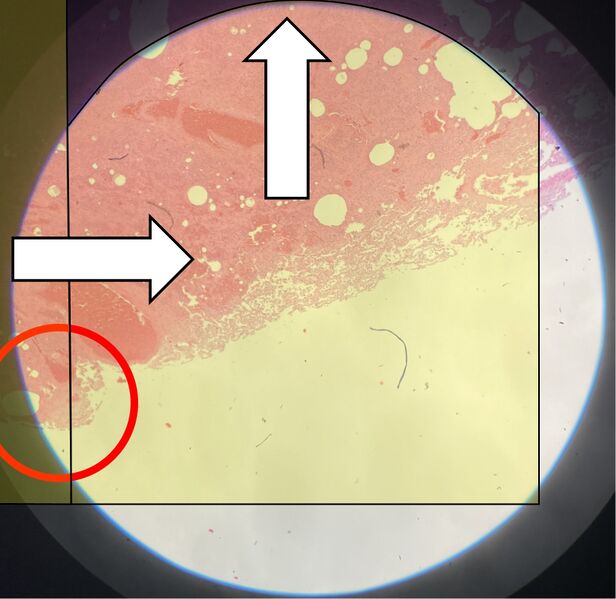 File:Scanning method 3.jpg